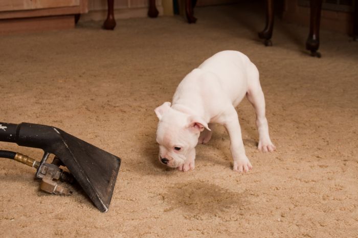 Carpet odor removal in Cornville by Premier Carpet Cleaning