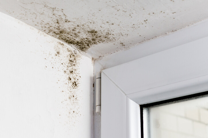 Mold removal in Sedona, Arizona