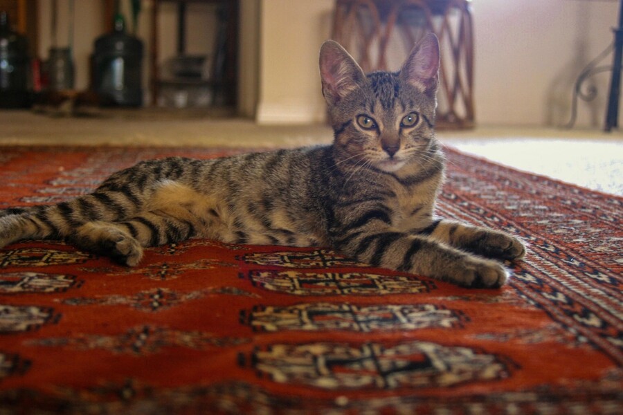 Oriental rug cleaning by Premier Carpet Cleaning