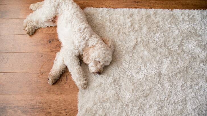 Area rug cleaning by Premier Carpet Cleaning